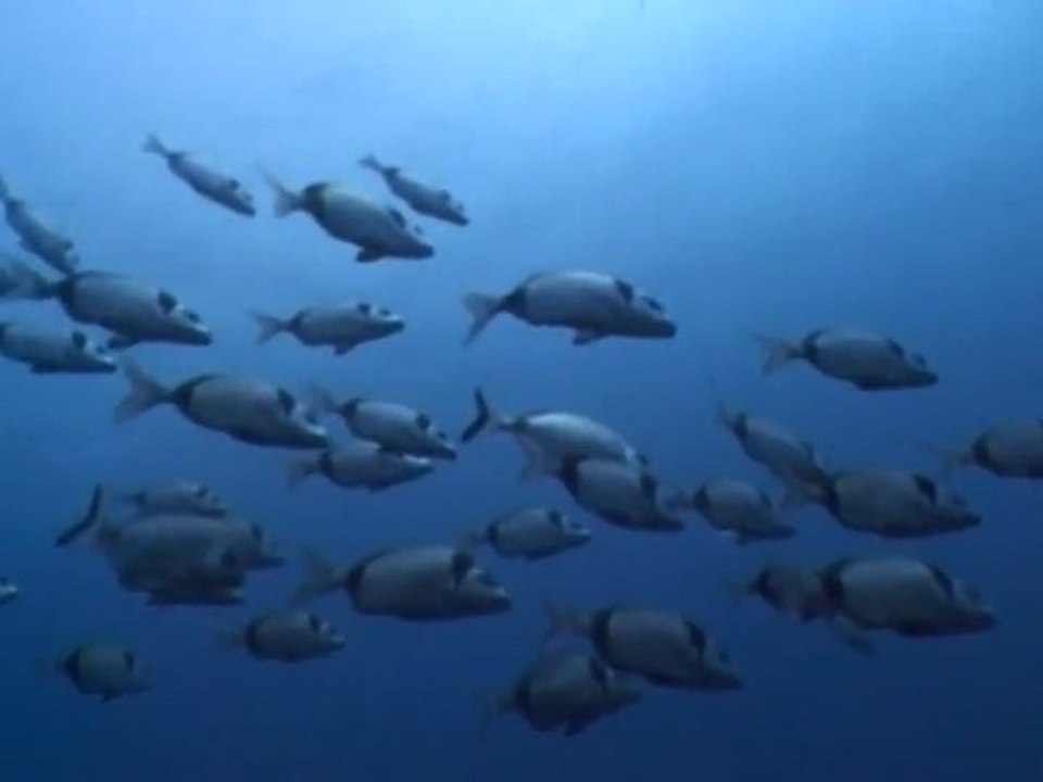 Dive : The Medes Islands Secret : Les îles Medes