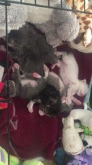 Kittens rescued
