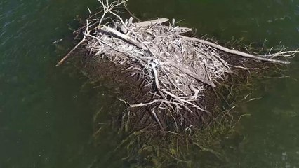 Manning River Taree Stick Island