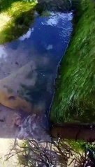 Criatura aparece en el mar, se viralizó esqueleto de una supuesta sirena bebé