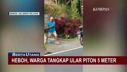 Heboh! Ular Piton Sepanjang 5 Meter Ditemukan Sembunyi Dalam Tong di Permukiman Warga