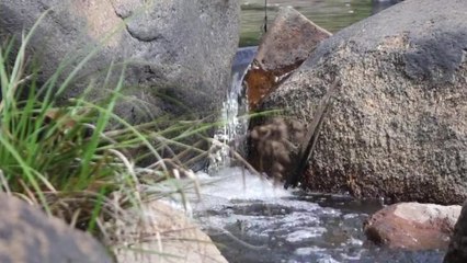 Green Shoots of Namadgi