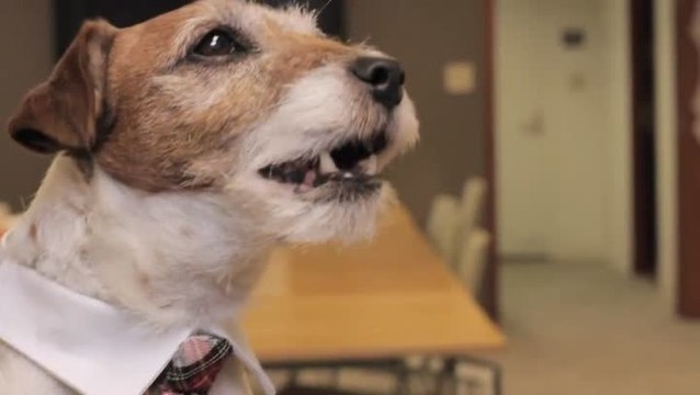 Nintendogs + Cats Golden Retriever & ses Nouveaux Amis : Le chien prend le pouvoir