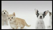 Nintendogs   Cats Golden Retriever & ses Nouveaux Amis : Gameplay