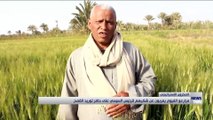 مزارعو الفيوم يعربون عن شكرهم للرئيس السيسي على حافز توريد القمح