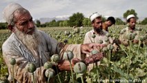 Afghan farmers turn to poppy cultivation amid worsening economic crisis