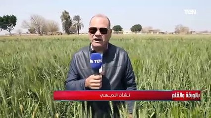 نشأت الديهي من داخل حقول القمح: المحصول مبشر جدا والبركة في الأيد اللي زرعت