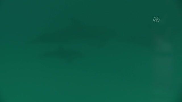 Rusya saldırısı altındaki Ukrayna'nın Odessa kentinde yunus akvaryumu yeniden açıldı