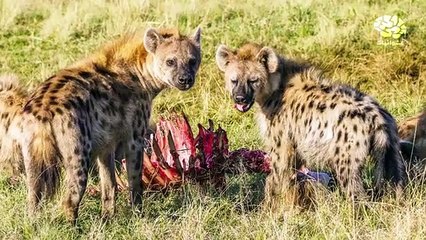 عشوائيات.......الحياة البائسة لذكر الضبع