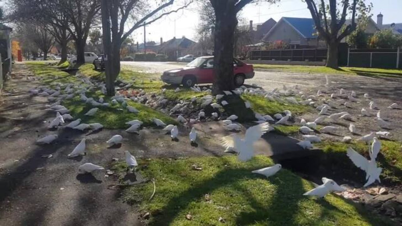 corellas