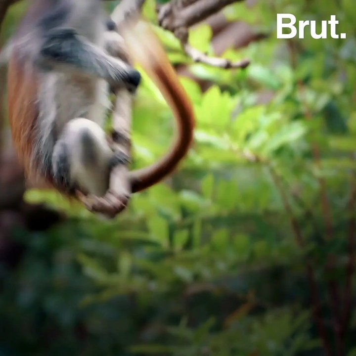El colobo rojo de Zanzíbar, un extraño primate