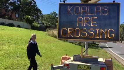 Port Macquarie koala safety sign launched