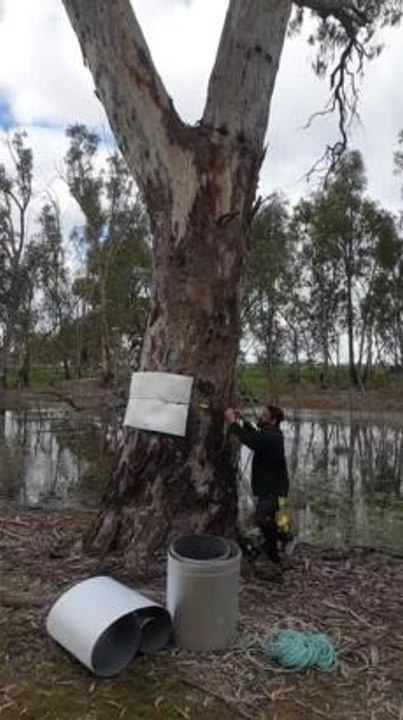 Dr Damian Michael attaches artificial bark along the Murrumbidgee