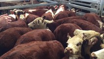 David Harrison sold 20 Poll Hereford steers for $1080