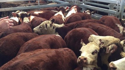 David Harrison sold 20 Poll Hereford steers for $1080