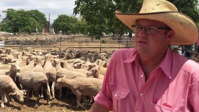 Joe Wilks, Elders Wagga Wagga
