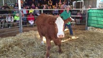 Stud females being sold at Tennysonvale Simmental Flechvieh sale