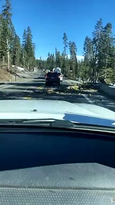 Tree Narrowly Misses Vehicle Falling Behind it