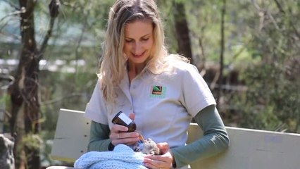 Meet Elsa, the koala joey