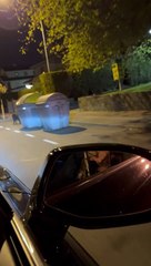 Wild Boars Spotted in Neighborhood