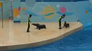 Ocean Park-otaries