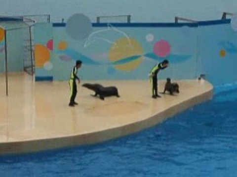 Ocean Park-otaries