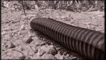 Centipede : Infestation : L'invasion commence