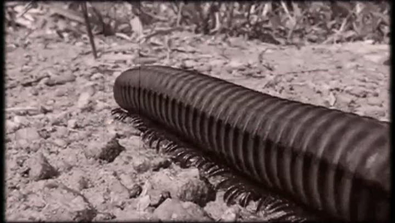 Centipede : Infestation : L'invasion commence