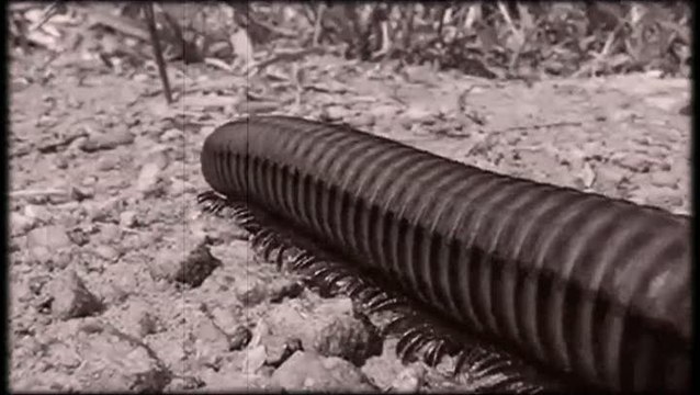 Centipede : Infestation : L'invasion commence