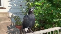 Magpie mimics fire engines. Video: Gregory Andrews