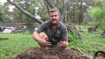 Watch the alligator nest raid