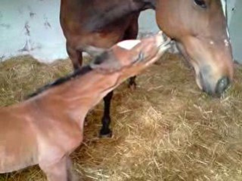 Naissance d'une  pouliche