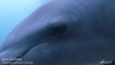 Dolphin interacts with Scuba divers