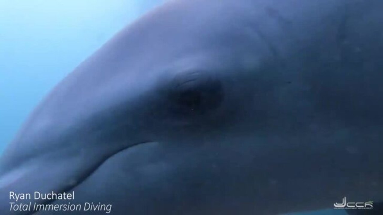 Dolphin interacts with Scuba divers