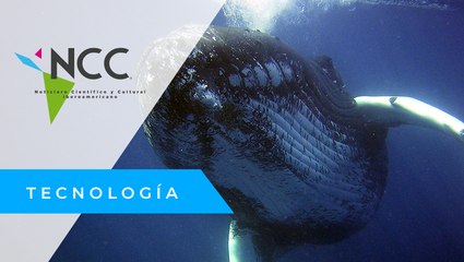 República Dominicana confirma aumento de ballenas jorobadas