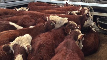 WJ McKell & Co sold 20 steers for $920