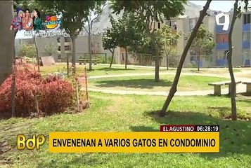 ¡Indignante! Envenenan a gatos en condominio de El Agustino