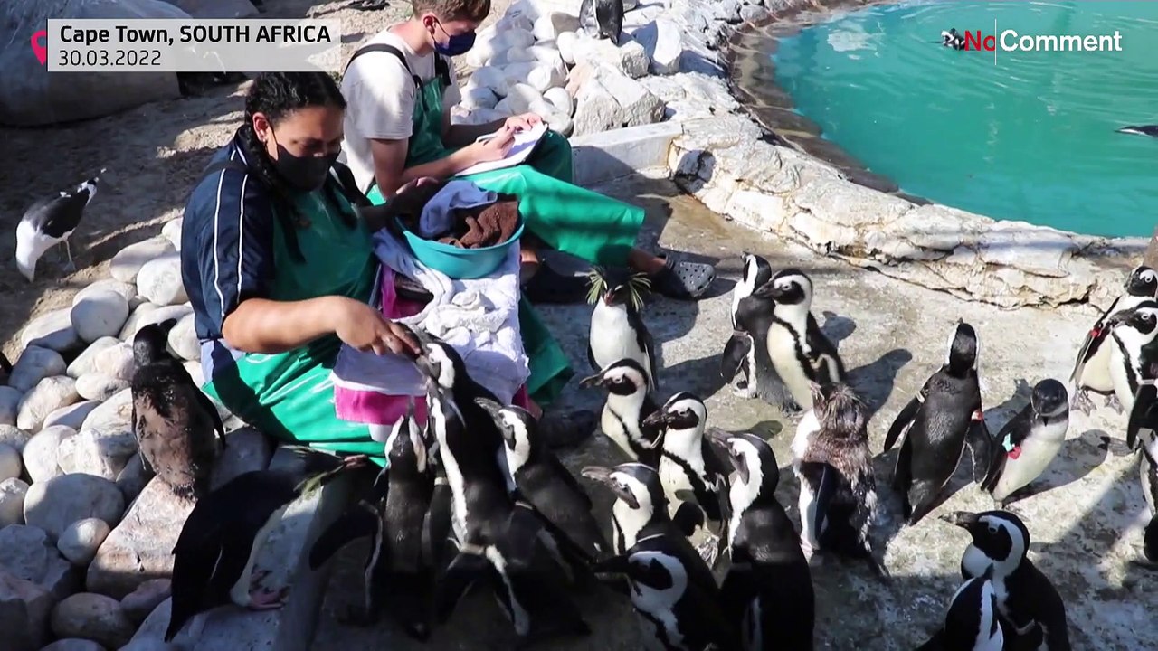 Pinguine in Südafrika: Gibt es sie bald nicht mehr?
