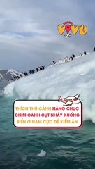 Thích thú cảnh hàng chục chim cánh cụt nhảy xuống biển ở Nam Cực để kiếm ăn