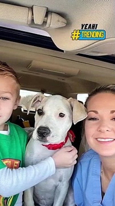 Cún cưng sắp về nhà mới, cậu bé viết nhiều bức thư gửi người chủ tương lai gây xúc động