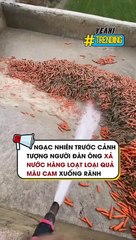 Ngạc nhiên trước cảnh tượng người đàn ông xả nước hàng loạt loại quả màu cam xuống rãnh