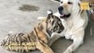 Amor verdadero: perrita adopta a cachorros de tigre