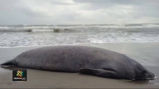 tn7-manatí-muerto-en-gandoca-manzanillo-300322