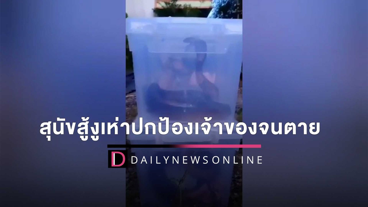คอหวยไม่พลาดเลขบ้าน สุนัขสู้งูเห่าผัวเมียกกไข่ ปกป้องเจ้าของจนตัวตาย  | HOTSHOT เดลินิวส์ 31/03/65