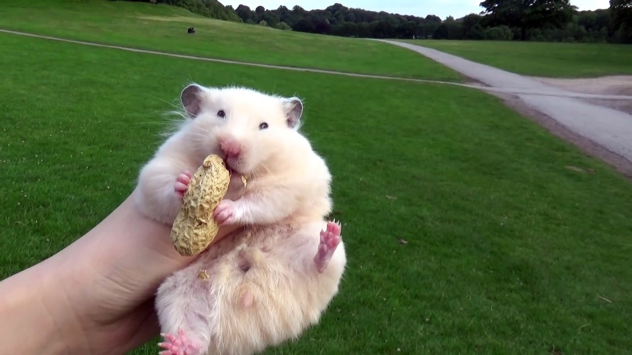 거대 햄스터가 야외로 나가 땅콩을 먹는다 Big Hamster Going Outdoor with a Peanut