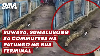 Buwaya, sumalubong sa commuters na patungo ng bus terminal | GMA News Feed