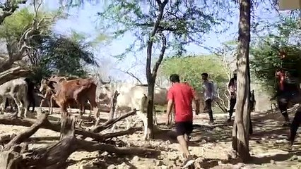 10 किलोमीटर पैदल चल पहाड़ से 100 गायों को नीचे उतारा
