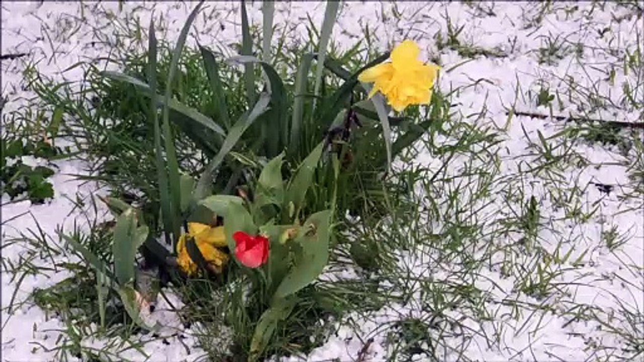 Snow in Peterborough