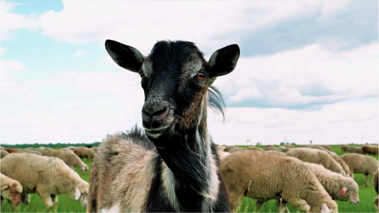 Brebis, mouton ou chèvre quelles différences ? Vidéo Dailymotion