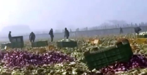 Caporalato, 15 arresti e sigilli a 10 aziende tra Cosenza, Crotone e Matera (31.03.22)